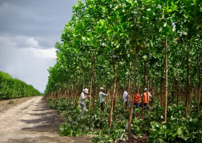 Vichada – Trädplantering